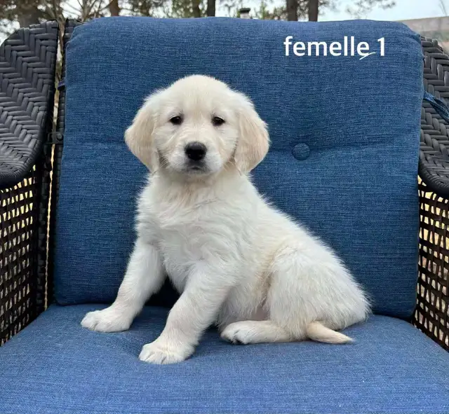9 magnifique chiots golden retriever a vendre