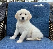 9 magnifique chiots golden retriever a vendre