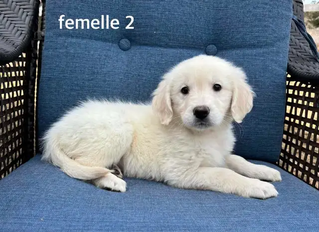 9 magnifique chiots golden retriever a vendre - Photo 2