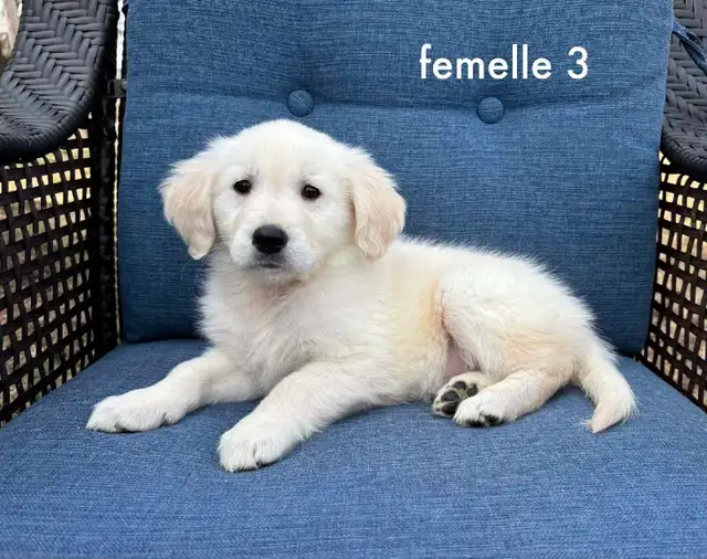 9 magnifique chiots golden retriever a vendre - Photo 3