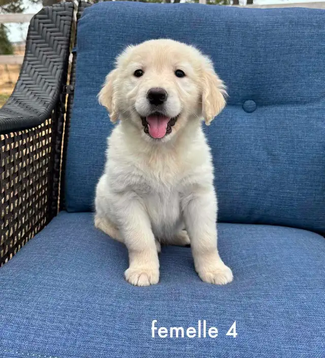 9 magnifique chiots golden retriever a vendre - Photo 4