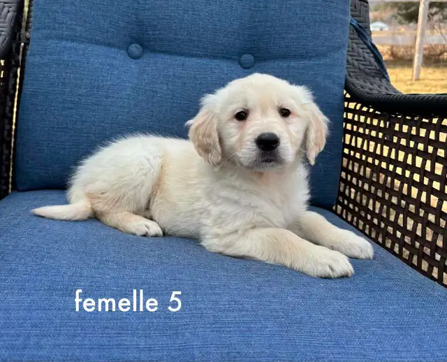 9 magnifique chiots golden retriever a vendre - Photo 5
