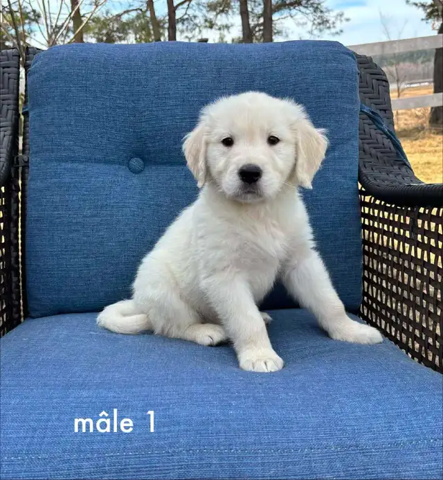9 magnifique chiots golden retriever a vendre - Photo 6