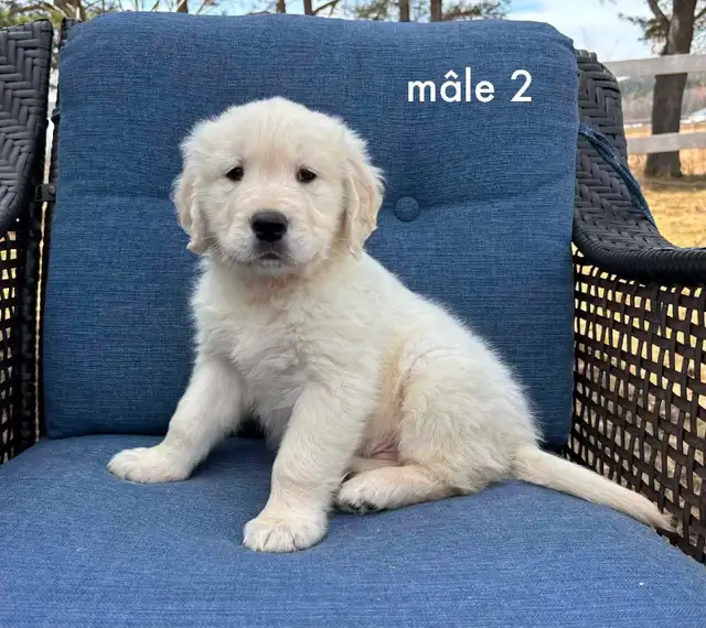 9 magnifique chiots golden retriever a vendre - Photo 7