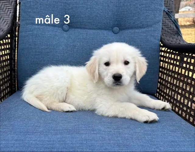 9 magnifique chiots golden retriever a vendre - Photo 8