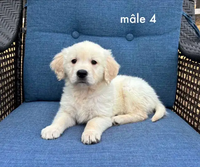 9 magnifique chiots golden retriever a vendre - Photo 9