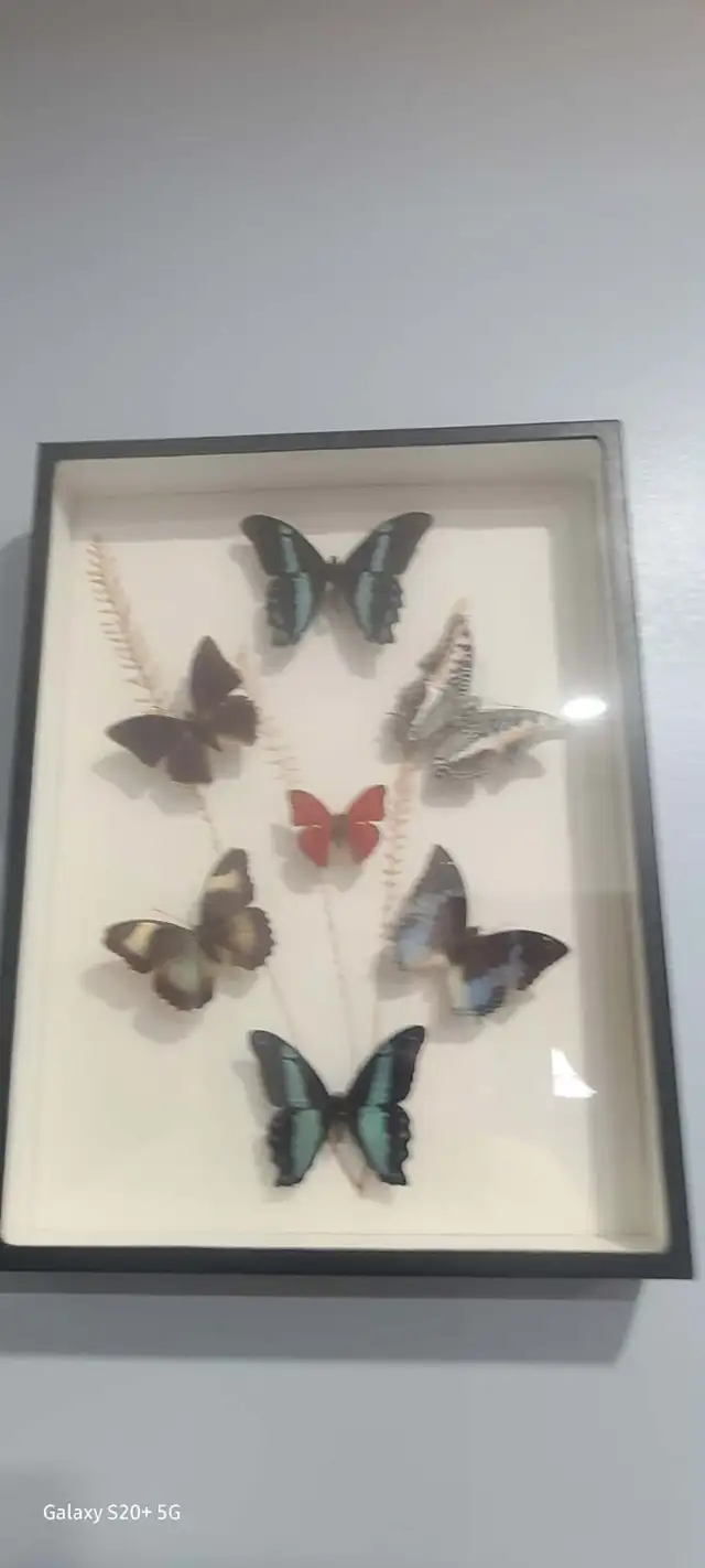 Butterfly and bug in display boxes collection.  BEST OFFER...