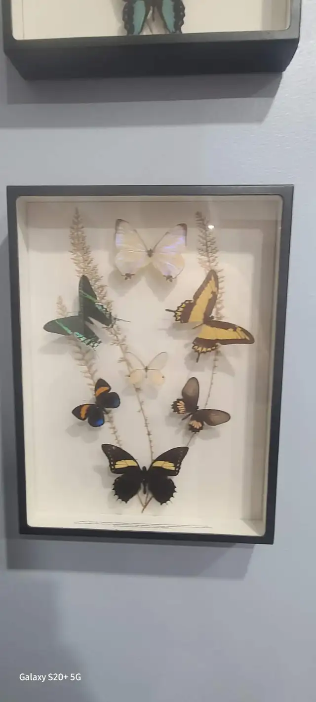 Butterfly and bug in display boxes collection.  BEST OFFER... - Photo 2