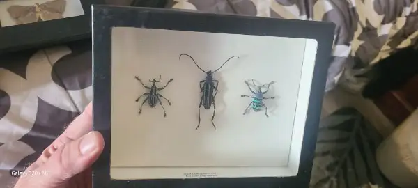 Butterfly and bug in display boxes collection.  BEST OFFER... - Photo 3