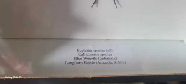 Butterfly and bug in display boxes collection.  BEST OFFER... - Photo 4