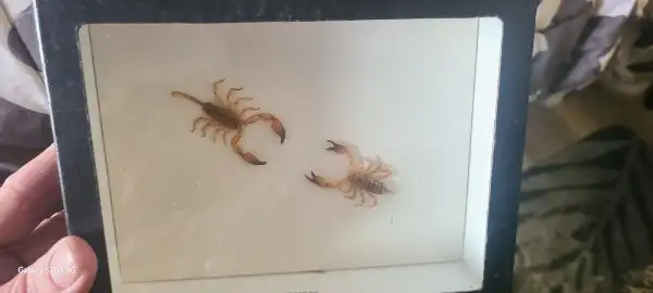 Butterfly and bug in display boxes collection.  BEST OFFER... - Photo 5