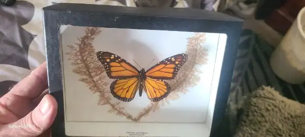 Butterfly and bug in display boxes collection.  BEST OFFER... - Photo 7