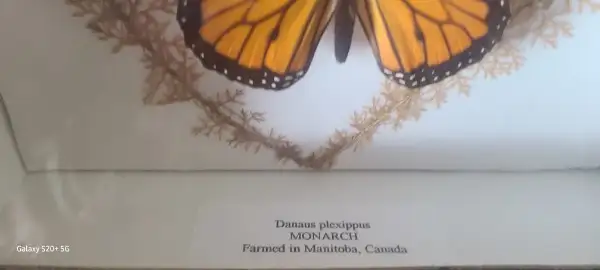 Butterfly and bug in display boxes collection.  BEST OFFER... - Photo 8