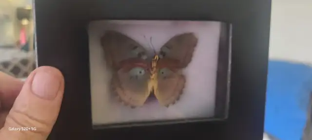 Butterfly and bug in display boxes collection.  BEST OFFER... - Photo 9