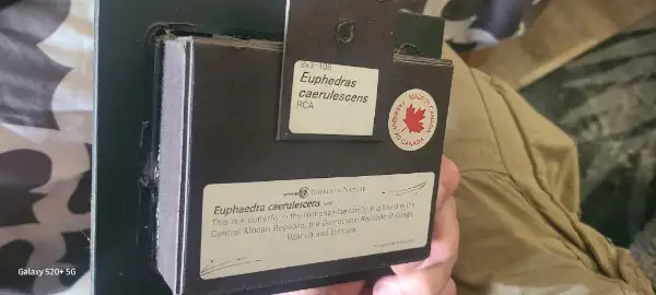 Butterfly and bug in display boxes collection.  BEST OFFER... - Photo 10