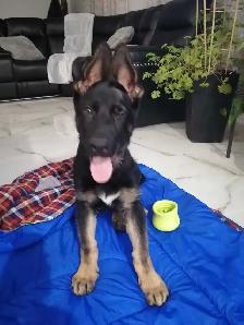 Berger allemand pure race a vendre