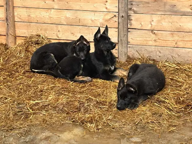 Berger allemand pure race a vendre - Photo 2