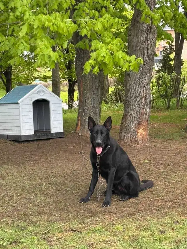 Berger allemand pure race a vendre - Photo 3