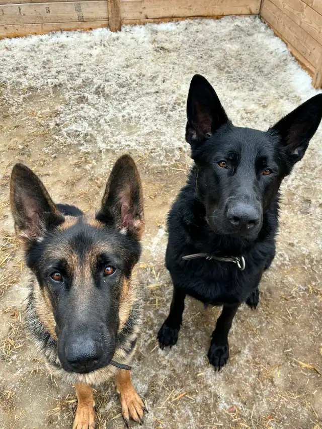 Berger allemand pure race a vendre - Photo 4