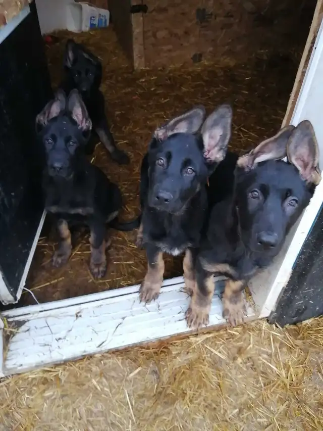 Berger allemand pure race a vendre - Photo 5