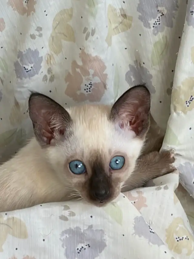 L@@K! PURE BRED SEALPOINT FEMALE SIAMESE KITTEN FOR SALE