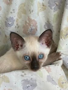L@@K! PURE BRED SEALPOINT FEMALE SIAMESE KITTEN FOR SALE