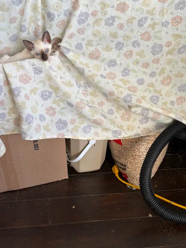 L@@K! PURE BRED SEALPOINT FEMALE SIAMESE KITTEN FOR SALE - Photo 2