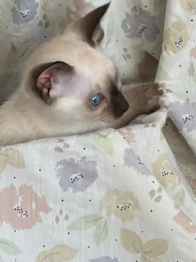 L@@K! PURE BRED SEALPOINT FEMALE SIAMESE KITTEN FOR SALE - Photo 3