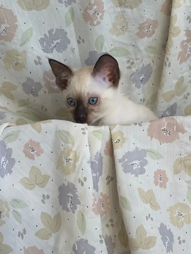 L@@K! PURE BRED SEALPOINT FEMALE SIAMESE KITTEN FOR SALE - Photo 4