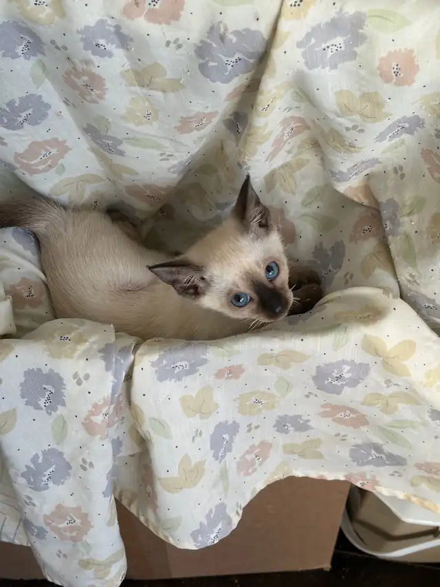 L@@K! PURE BRED SEALPOINT FEMALE SIAMESE KITTEN FOR SALE - Photo 5