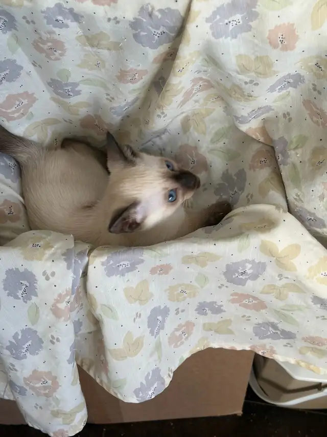 L@@K! PURE BRED SEALPOINT FEMALE SIAMESE KITTEN FOR SALE - Photo 6