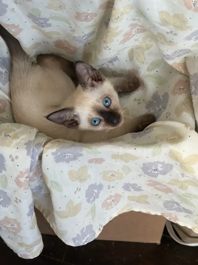 L@@K! PURE BRED SEALPOINT FEMALE SIAMESE KITTEN FOR SALE - Photo 7