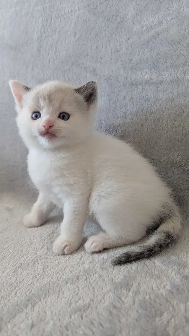 Ragdoll mix Kittens