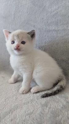 Ragdoll mix Kittens