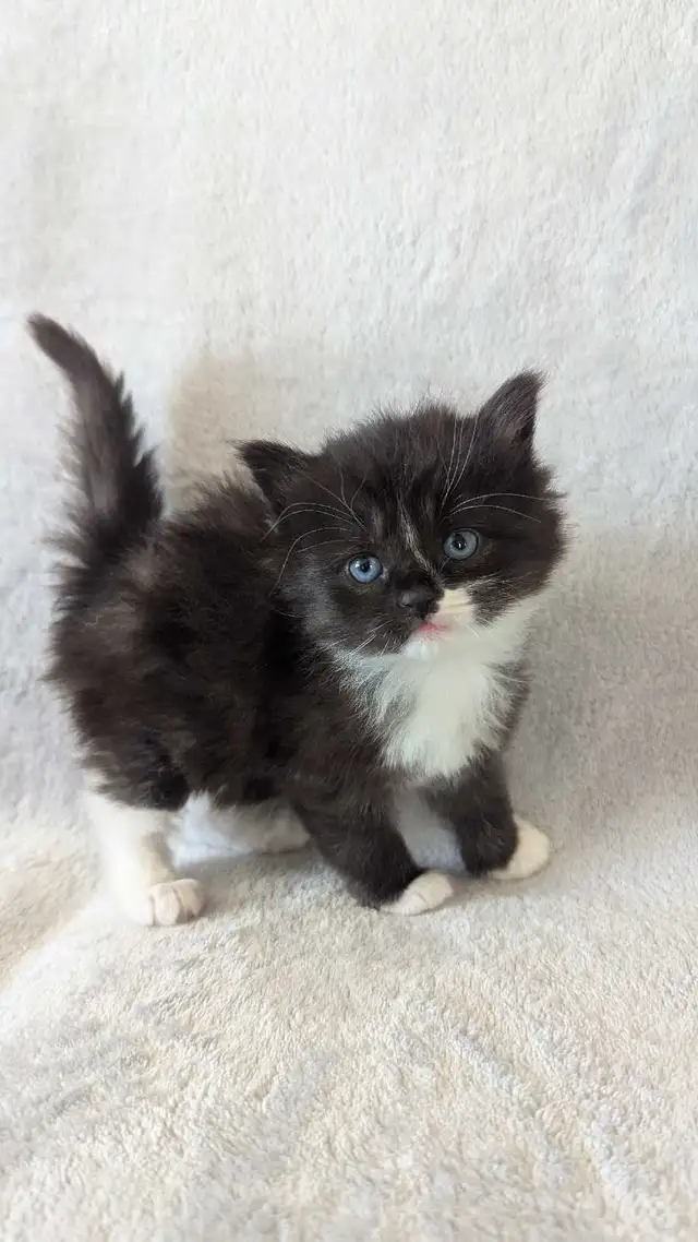 Ragdoll mix Kittens - Photo 2