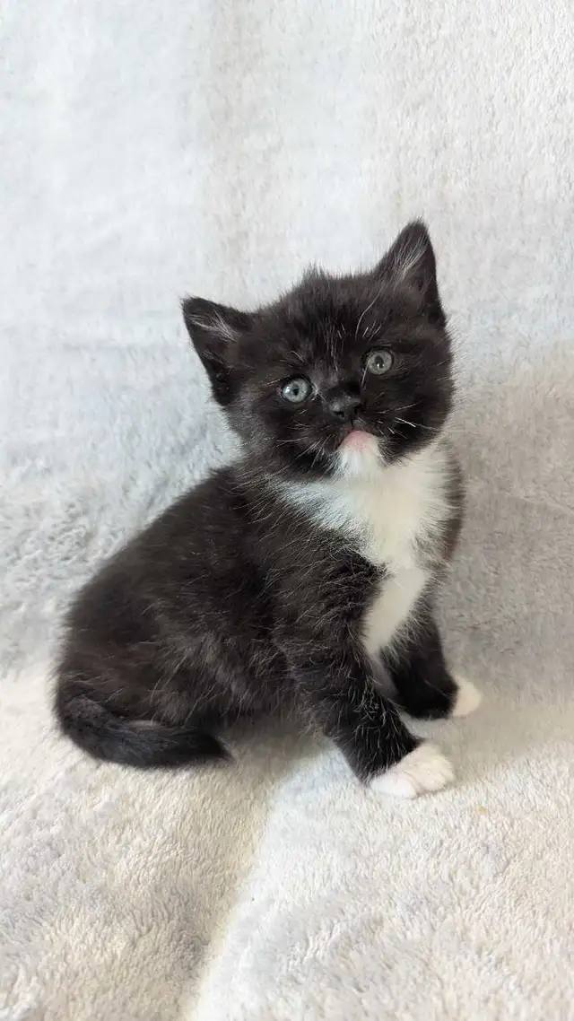 Ragdoll mix Kittens - Photo 3