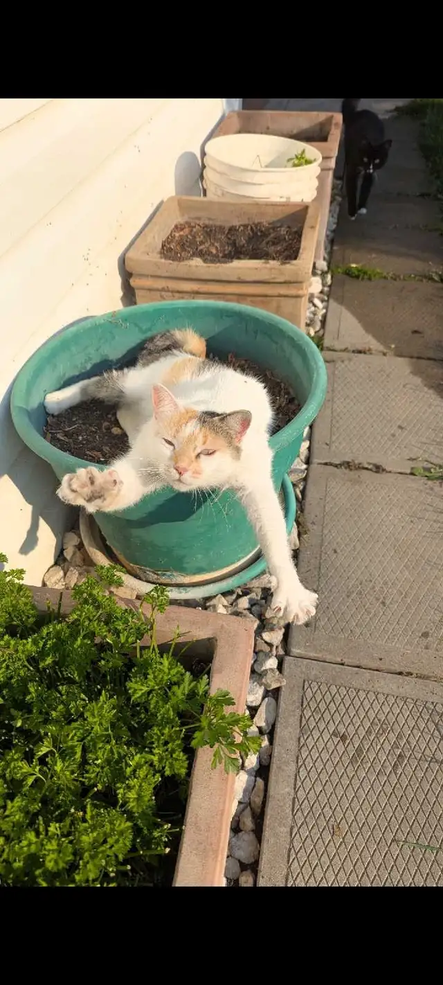 Ragdoll mix Kittens - Photo 5