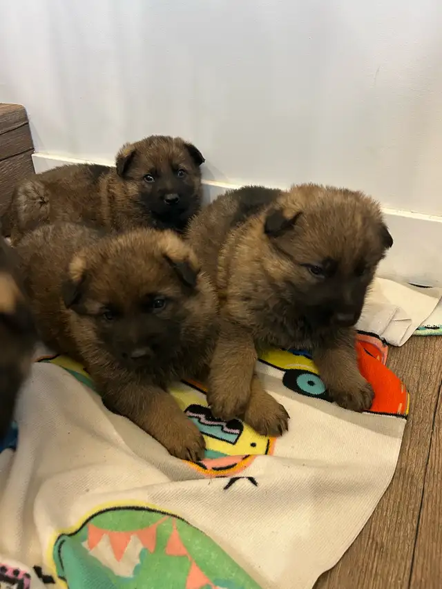 Purepred german shepherd pups