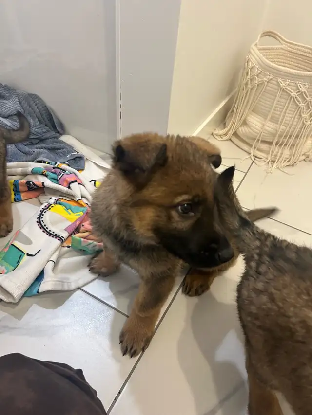 Purepred german shepherd pups - Photo 2