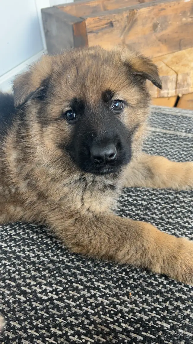 Purepred german shepherd pups - Photo 4