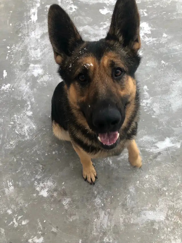 Purepred german shepherd pups - Photo 5