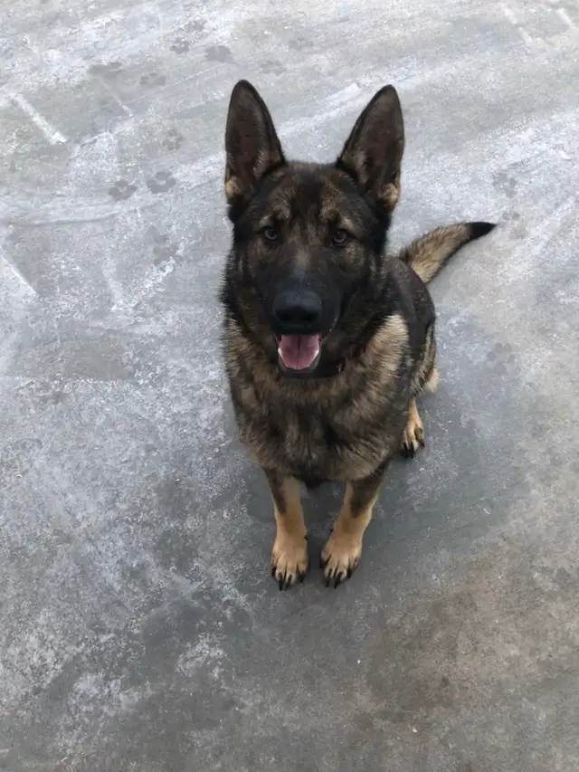 Purepred german shepherd pups - Photo 6