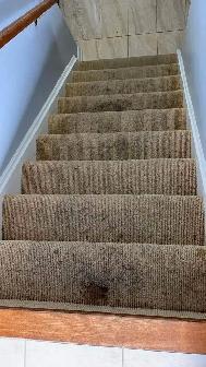 The Professional House Carpet And Couch_Upholstery Cleaning - Photo 5