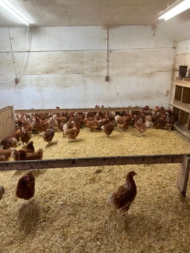 LAYING HENS