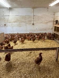 LAYING HENS