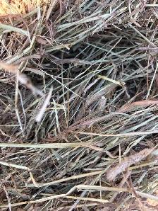 First Cut Hay