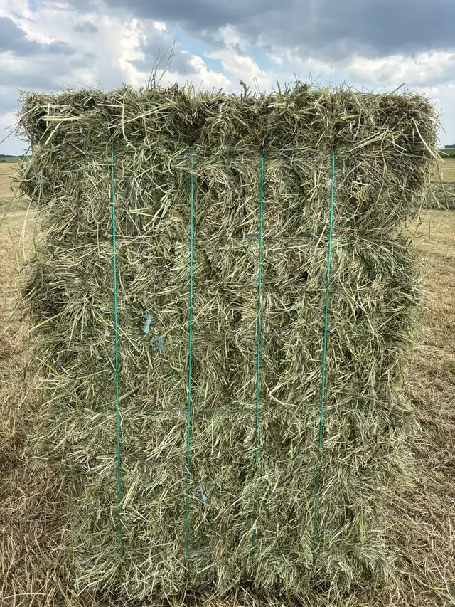 First Cut Hay - Photo 5
