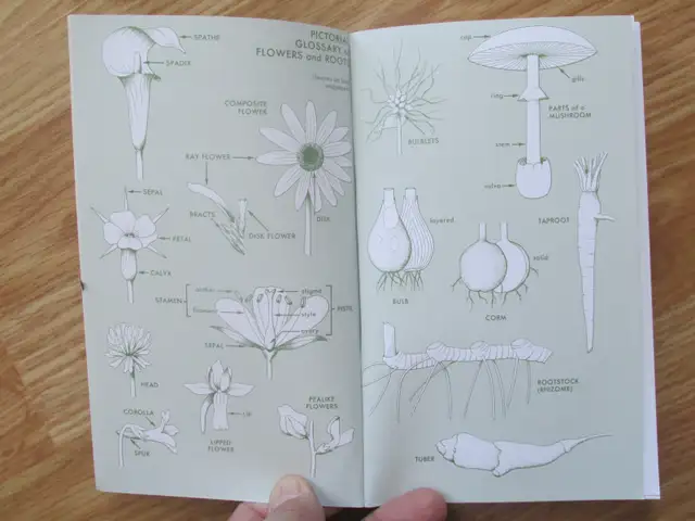 EDIBLE WILD PLANTS by Lee Allen Paterson - 1977 SC - Photo 2