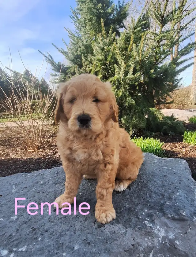 Goldendoodle Puppies F1 Standard (READY TO GO)
