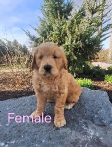 Goldendoodle Puppies F1 Standard (READY TO GO)